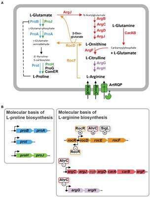 L-Proline Synthesis Mutants of Bacillus subtilis Overcome Osmotic Sensitivity by Genetically Adapting L-Arginine Metabolism